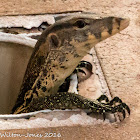 Malayan Water Monitor