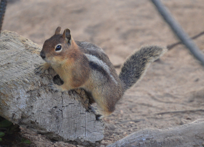 Cascade golden-mantled ground squirrel