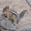 Cascade golden-mantled ground squirrel