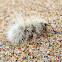 Thistledown Velvet Ant (female)