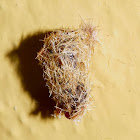 Pupal Cocoon