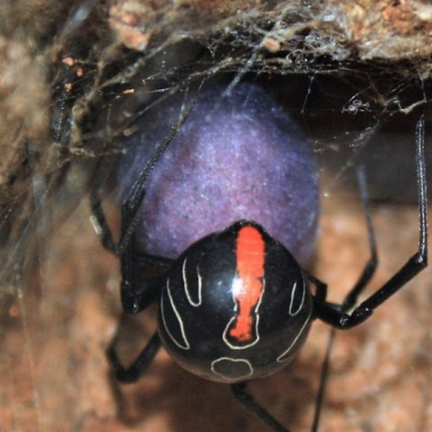 purple widow spider