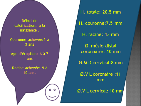 Les molaires supérieures