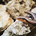 Coal Skink