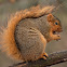 Fox Squirrel