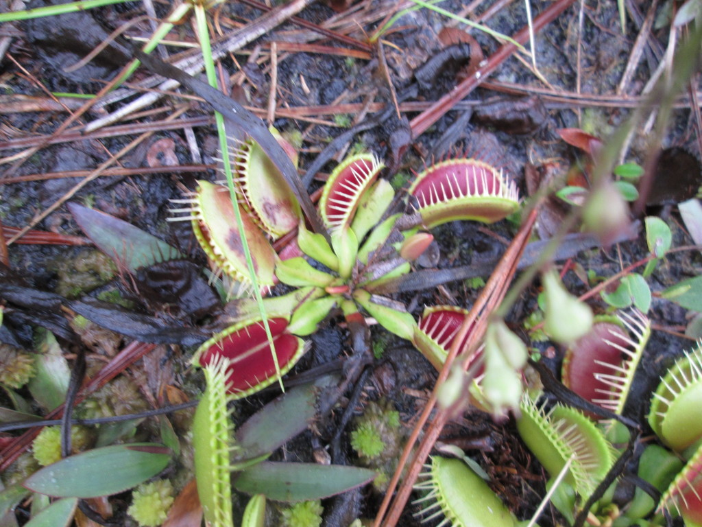 Venus Flytrap