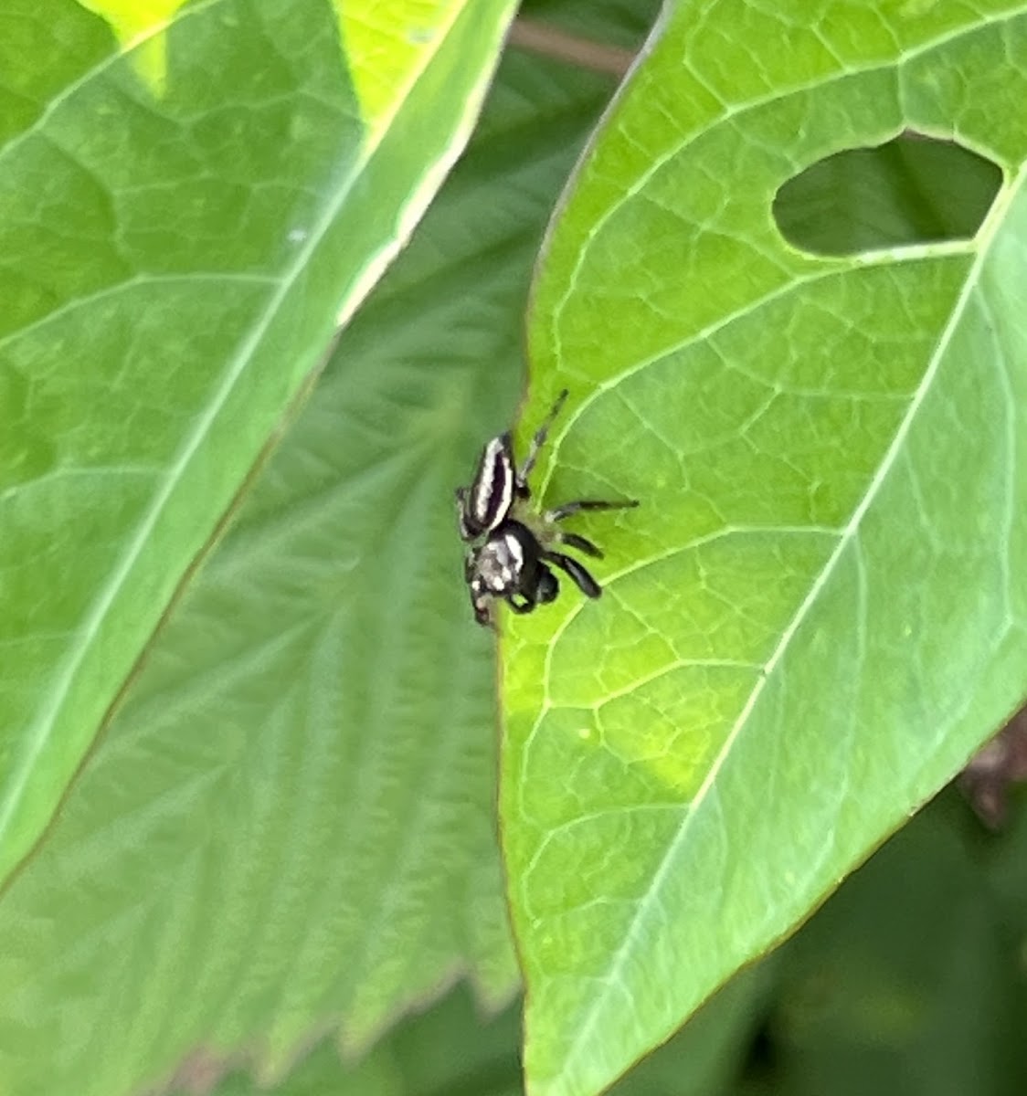 Bronze Jumping Spider