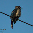 Blue Jay