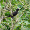 Crested oropendola