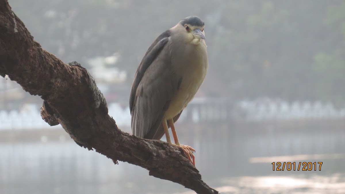 Black-crowned Night Heron