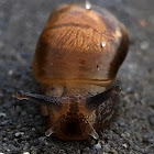 Great pond snail