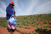 First Lady, Sizakele maKhumalo-Zuma irrigating vegetables in a vegetable plantation she contributed in its establishment at Zuma's homestead in Nkandla Picture: THULI DLAMINI. 24/05/2012. © Sowetan