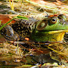 Bullfrog