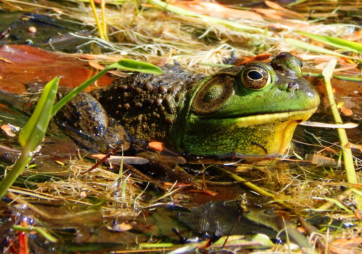 Bullfrog