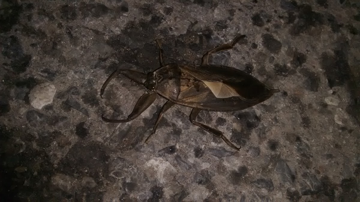 Giant Water Bug