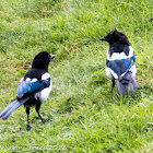 Magpie