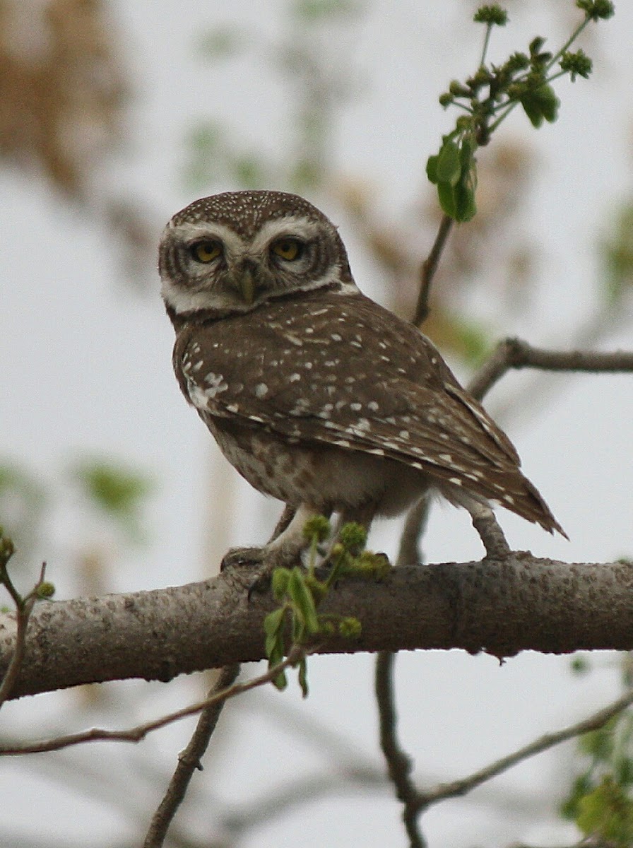 Spotted Owlet