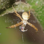 Signature Spider with Prey