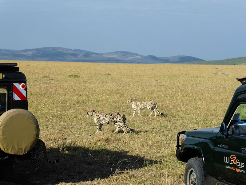 CAMINO HACIA EL RIO MARA. MAS DE GUEPARDOS - Un poquito de Kenia: Lagos Naivasha y Nakuru, Samburu y Masai Mara (18)