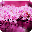 Pink Blossom Chrome extension download