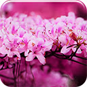 Pink Blossom Chrome extension download