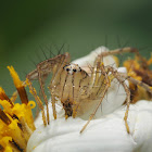 Lynx spider