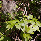 Old man's beard