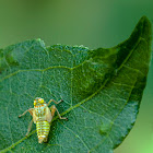 Planthopper