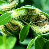 Io Moth Caterpillars