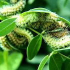 Io Moth Caterpillars