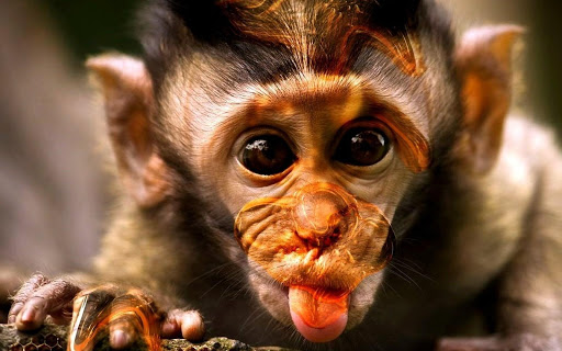 Monkey Live Wallpaper