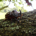 European rhinoceros beetle