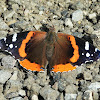 Red admiral