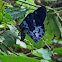 Blue mormon