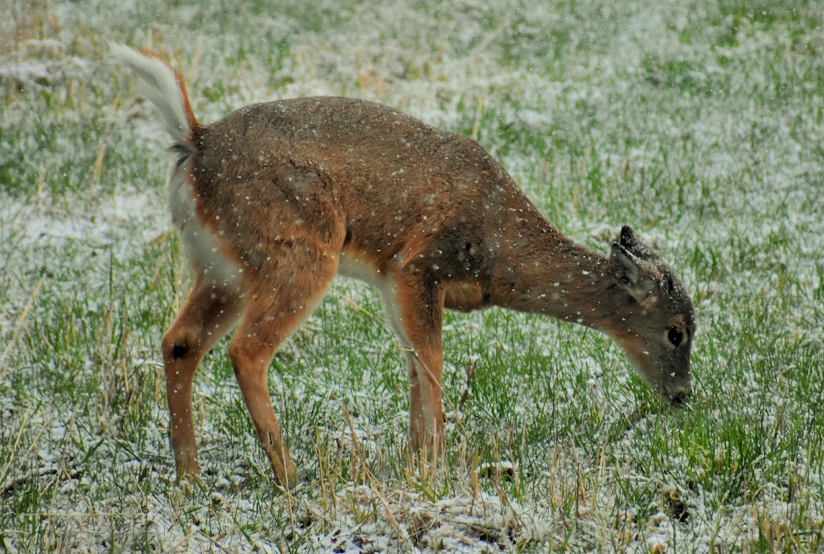 Columbian white-tailed deer