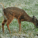 Columbian white-tailed deer