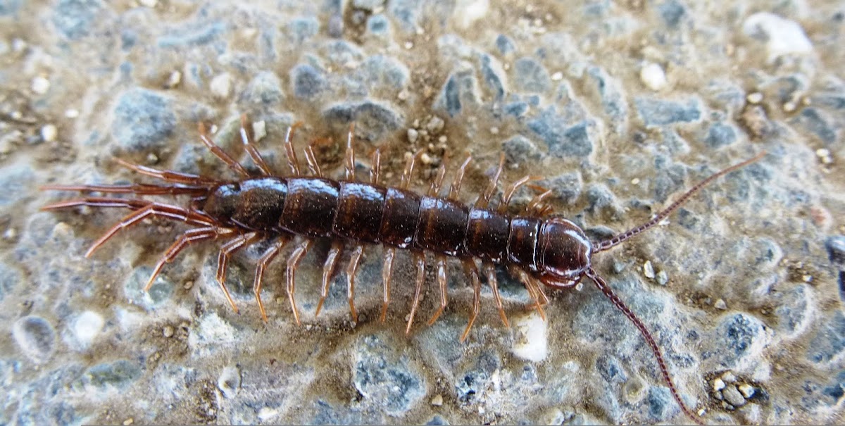 Stone Centipede