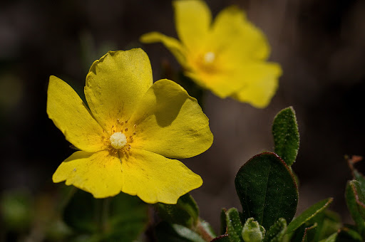 Halimium lasianthum alyssoides