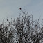 American Robin