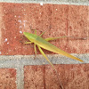 Grasshopper