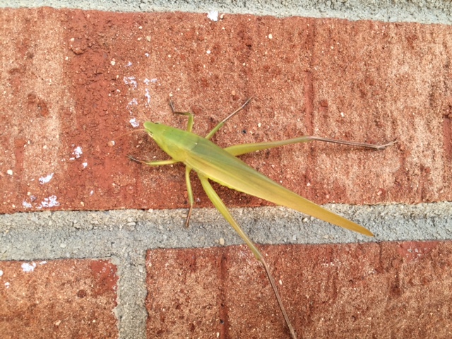 Grasshopper