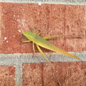 Grasshopper