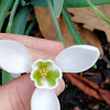 Snowdrop