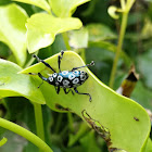 Weevil