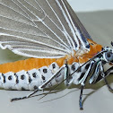 Snouted Tiger Moth