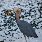 Little Blue Heron