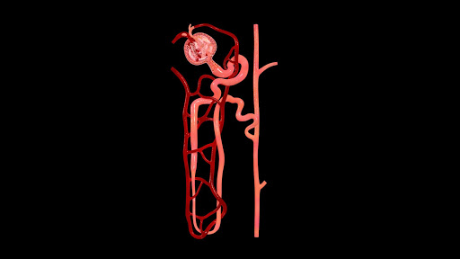 Nephron Blood Vessels 3D