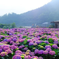 財福海芋田