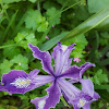 Wild Iris