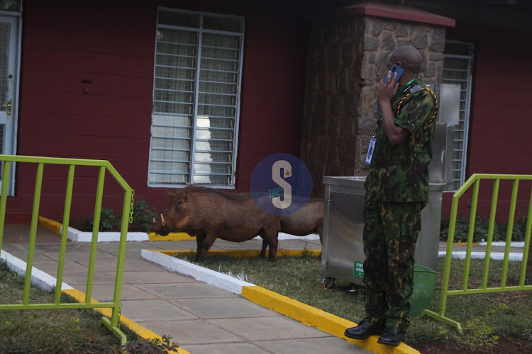 Warthogs loiter at the IEBC national tallying centre at the Bomas of Kenya on August 10, 2022.